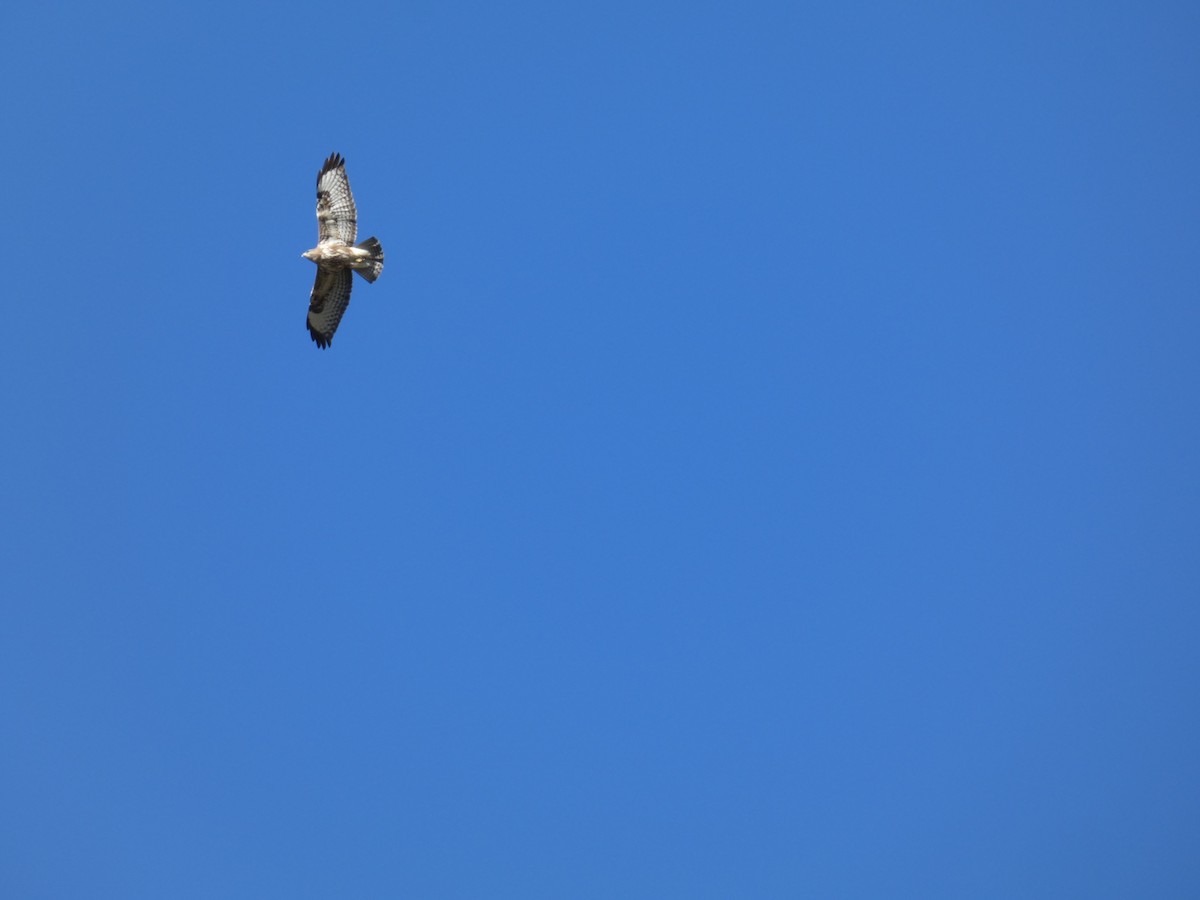 Common Buzzard - ML645555139
