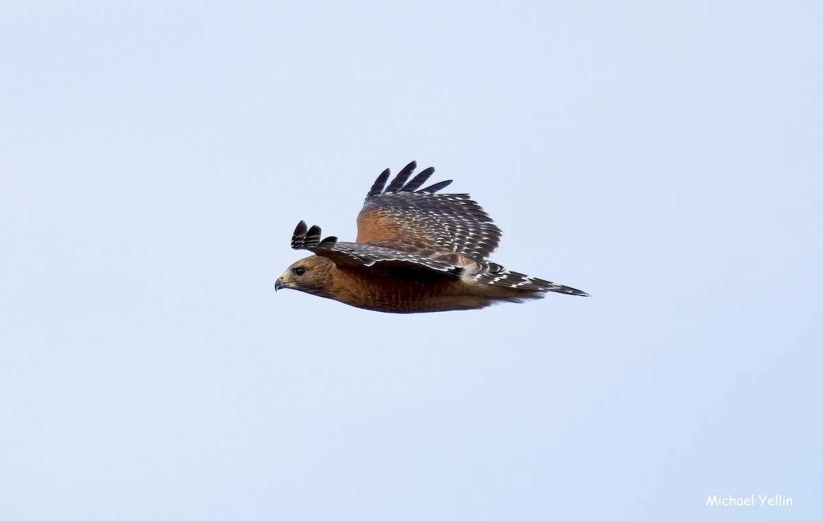 Red-shouldered Hawk - ML645555141