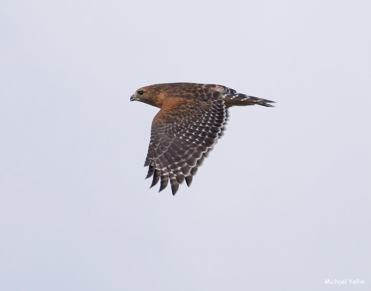 Red-shouldered Hawk - ML645555149