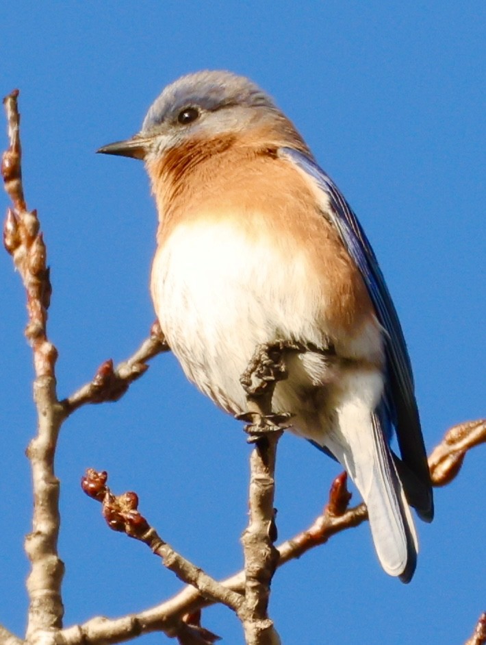 Eastern Bluebird - ML645555155