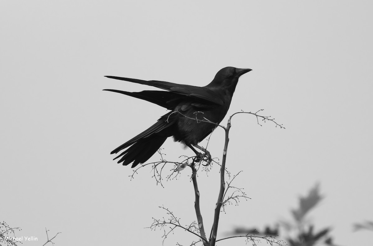 Fish Crow - ML645555168