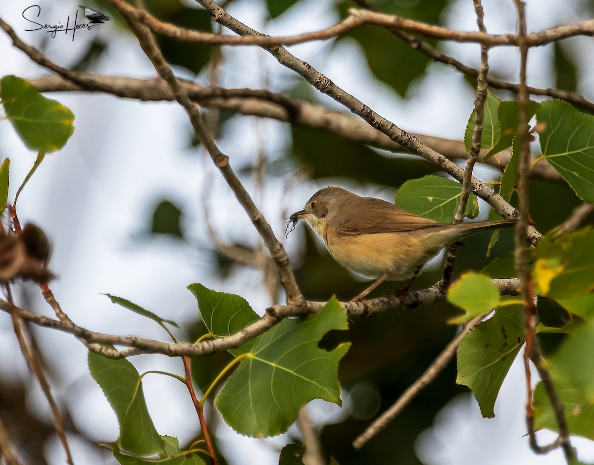 Western Subalpine Warbler - ML645555173