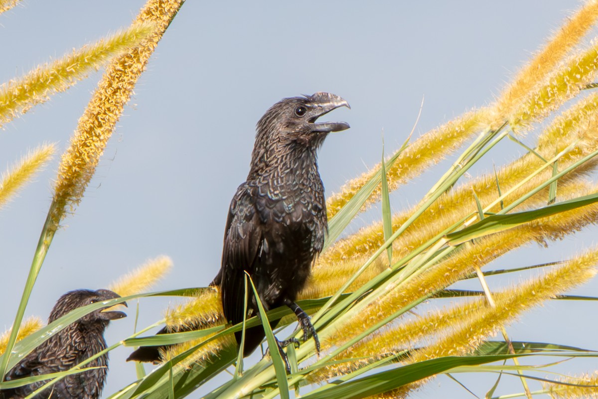 Ані товстодзьобий - ML645555174