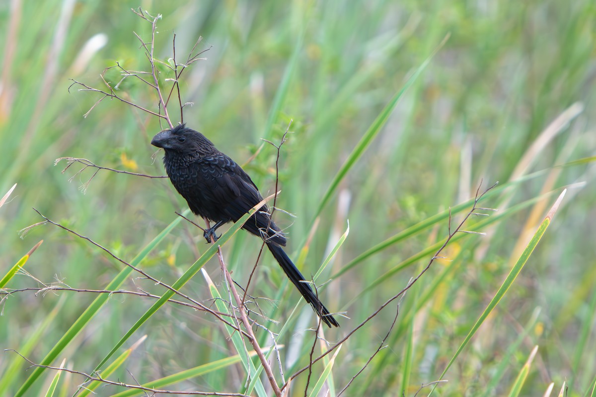 Ані товстодзьобий - ML645555176