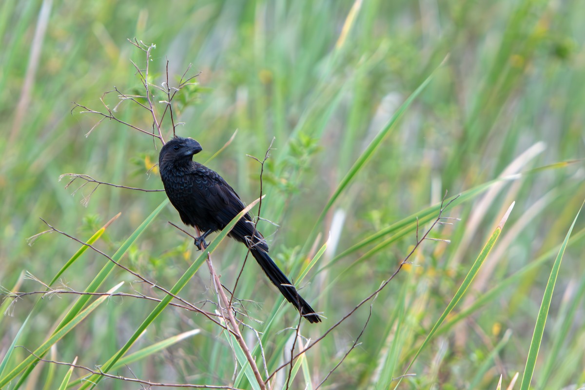 Ані товстодзьобий - ML645555177