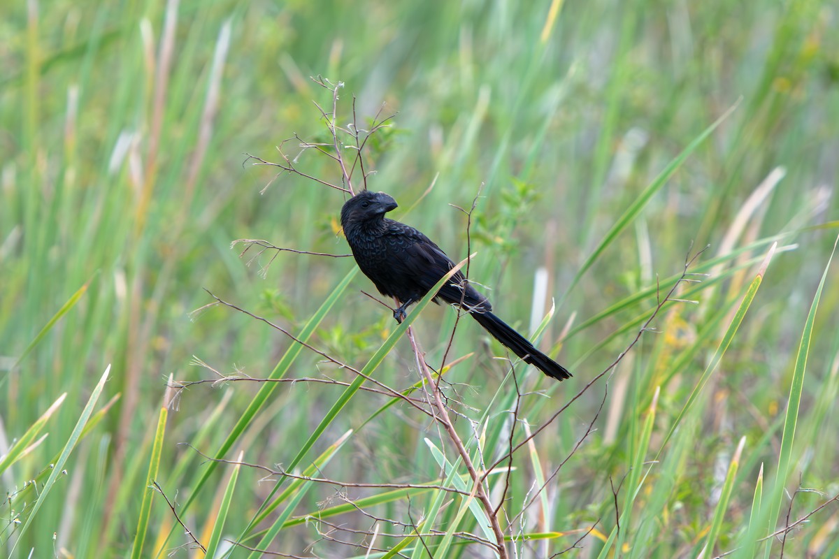 Ані товстодзьобий - ML645555178