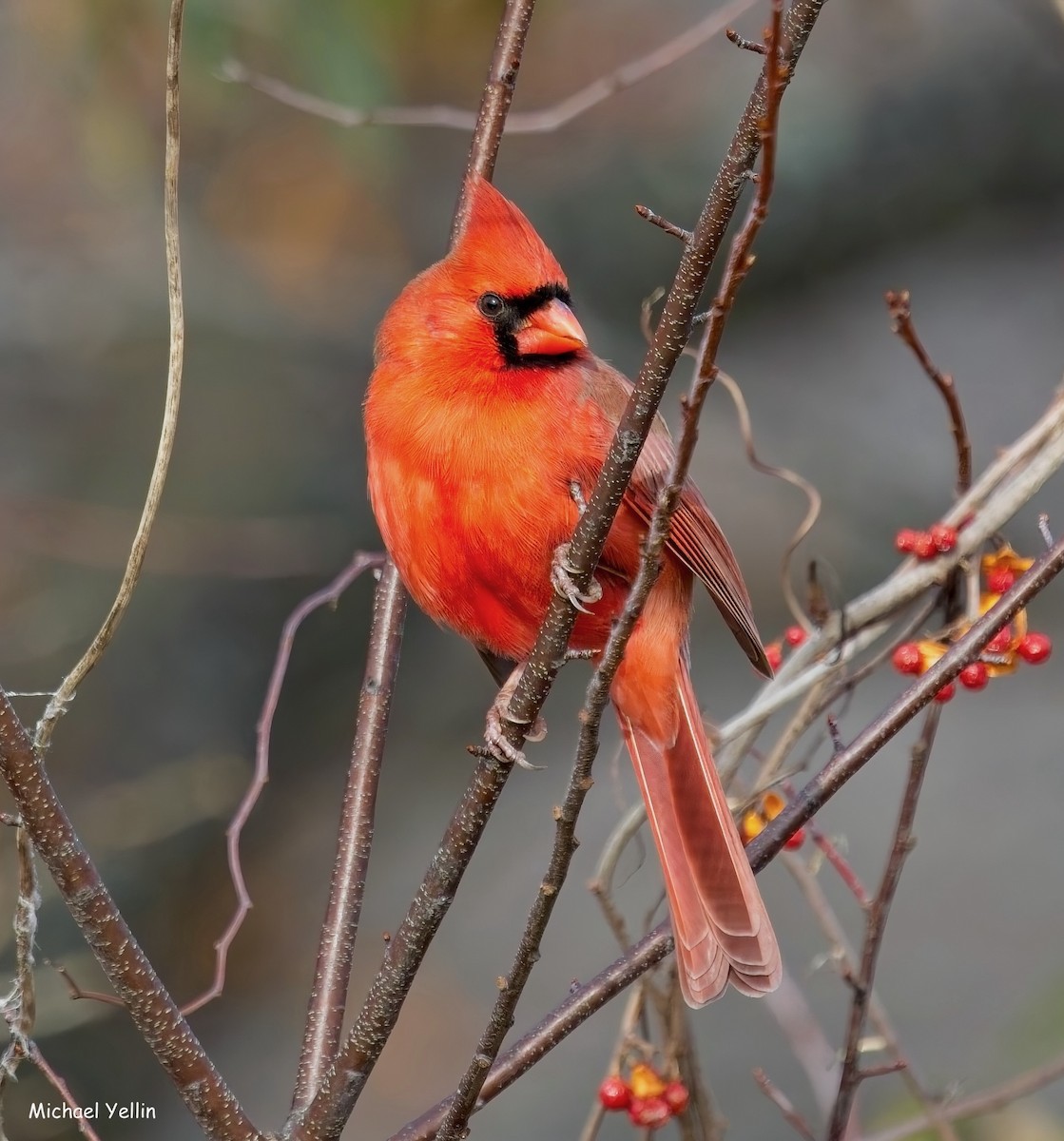 Northern Cardinal - ML645555191