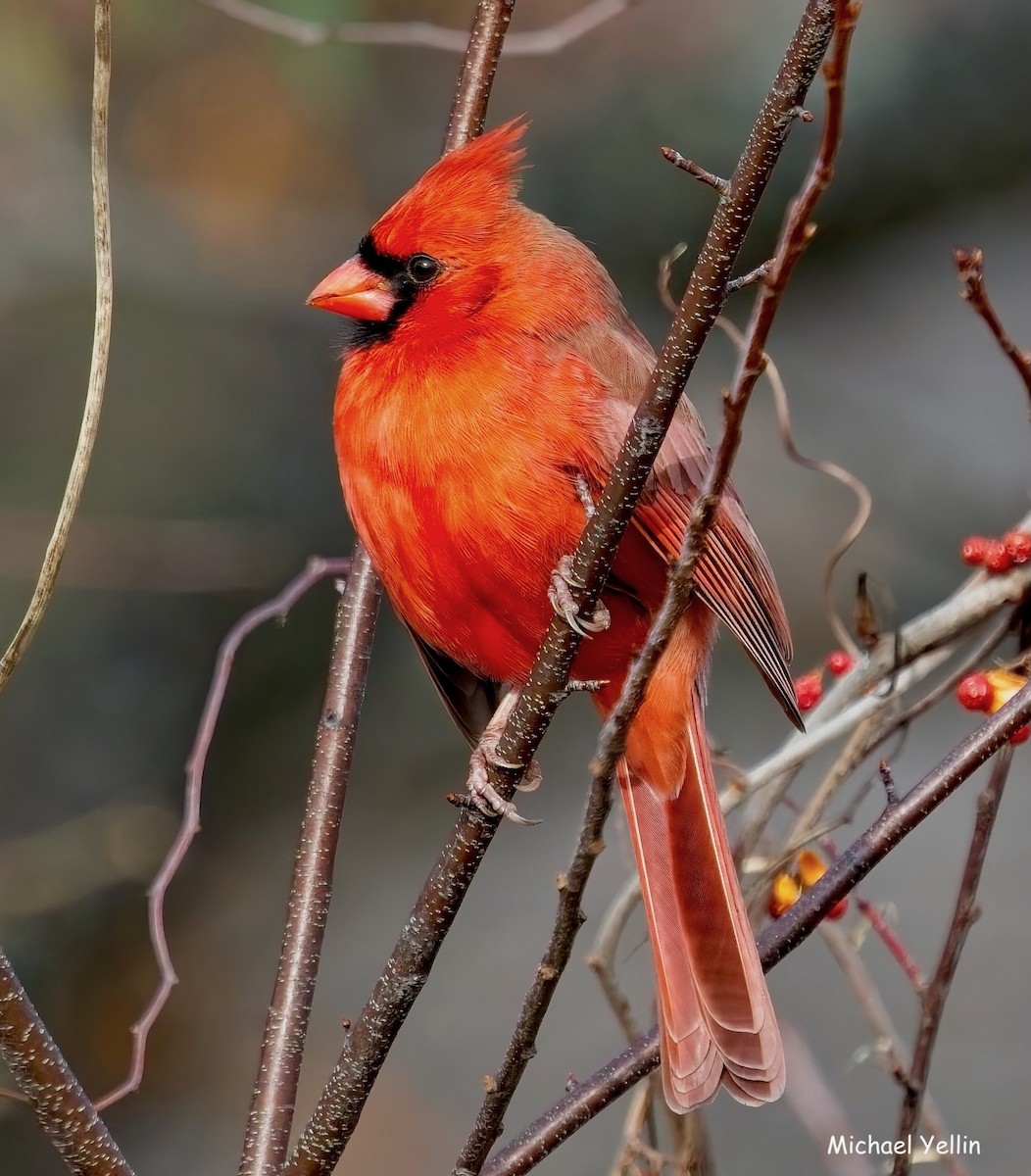 Northern Cardinal - ML645555203