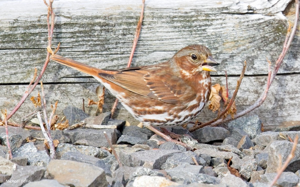 Fox Sparrow - ML645555205
