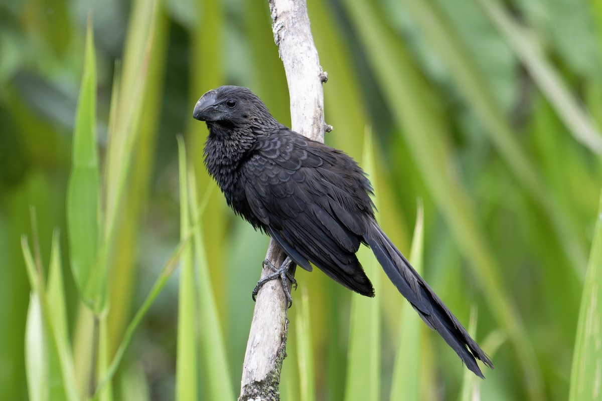 Ані товстодзьобий - ML645555214