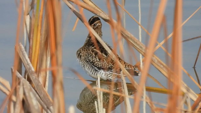 Бекас - ML645555260