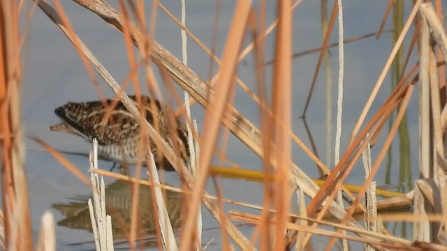 Бекас - ML645555261