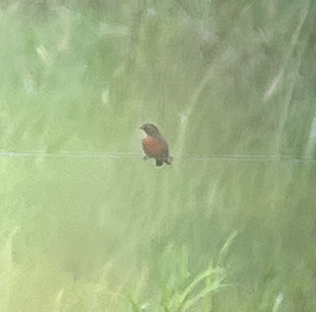 Red-breasted Meadowlark - ML645555280