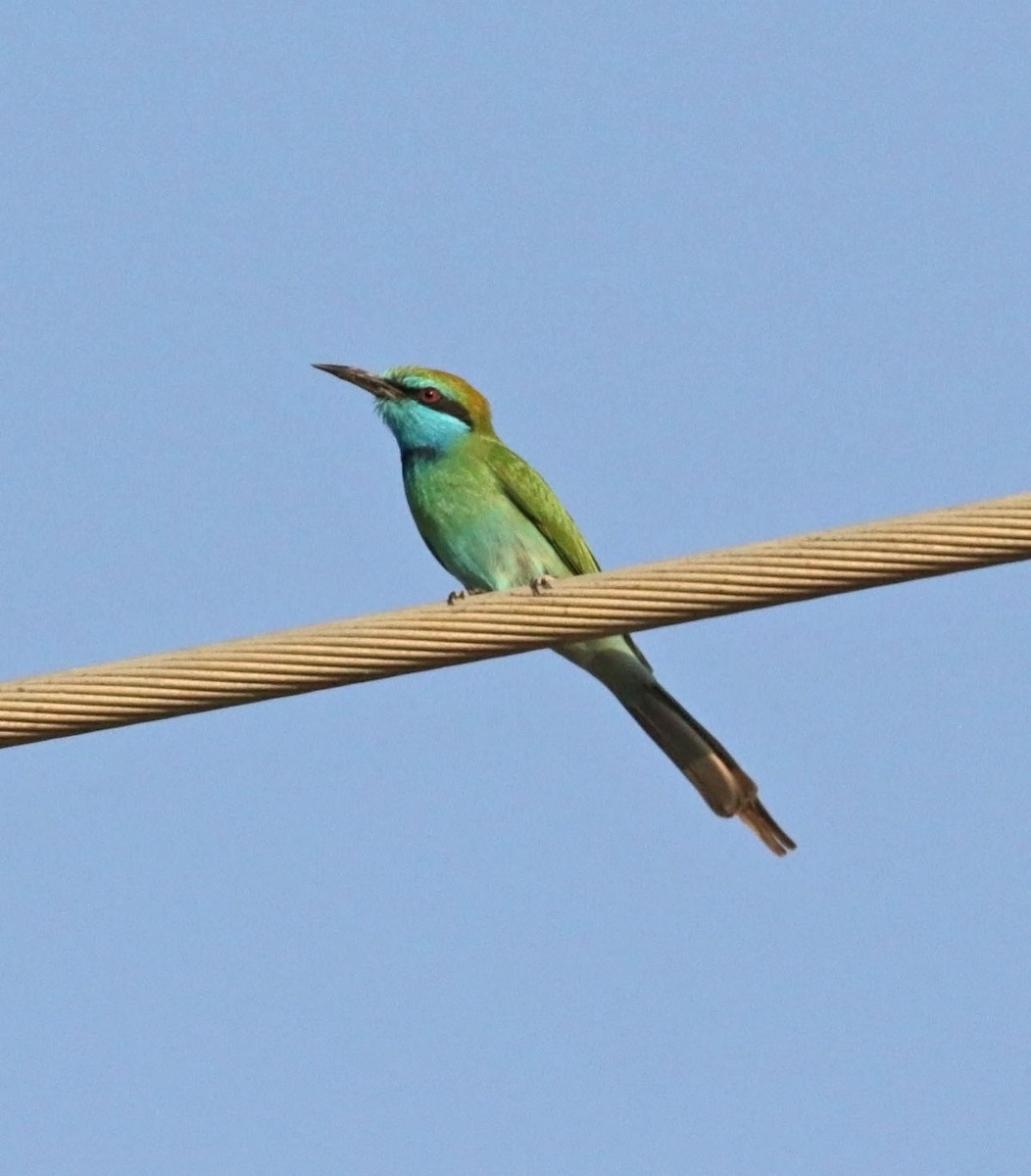 Erle-txori berde arabiarra - ML645555289