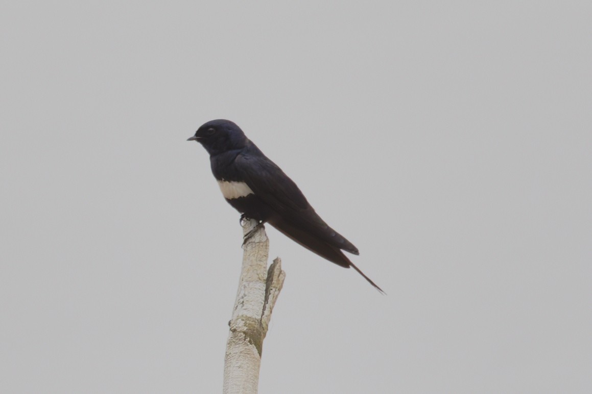 White-banded Swallow - ML645555290