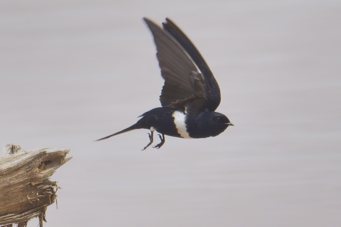 White-banded Swallow - ML645555295