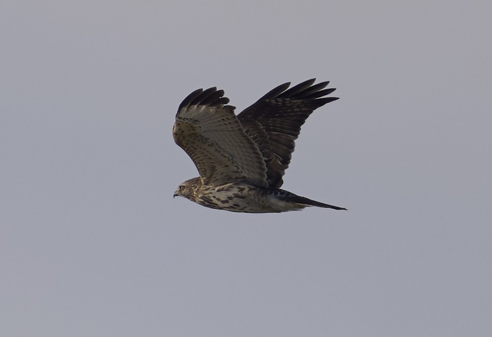 Red-shouldered Hawk - ML645555302