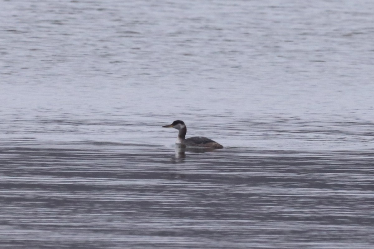 Red-necked Grebe - ML645555304