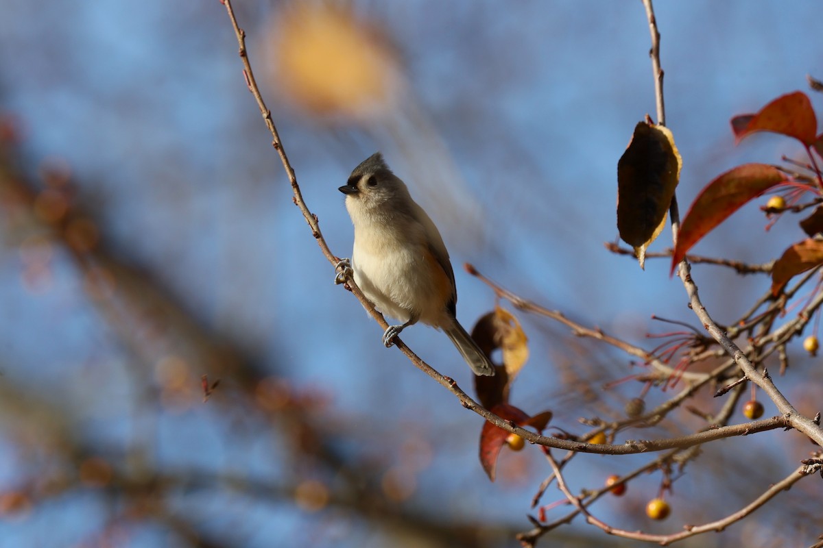 Tufted Titmouse - ML645555305