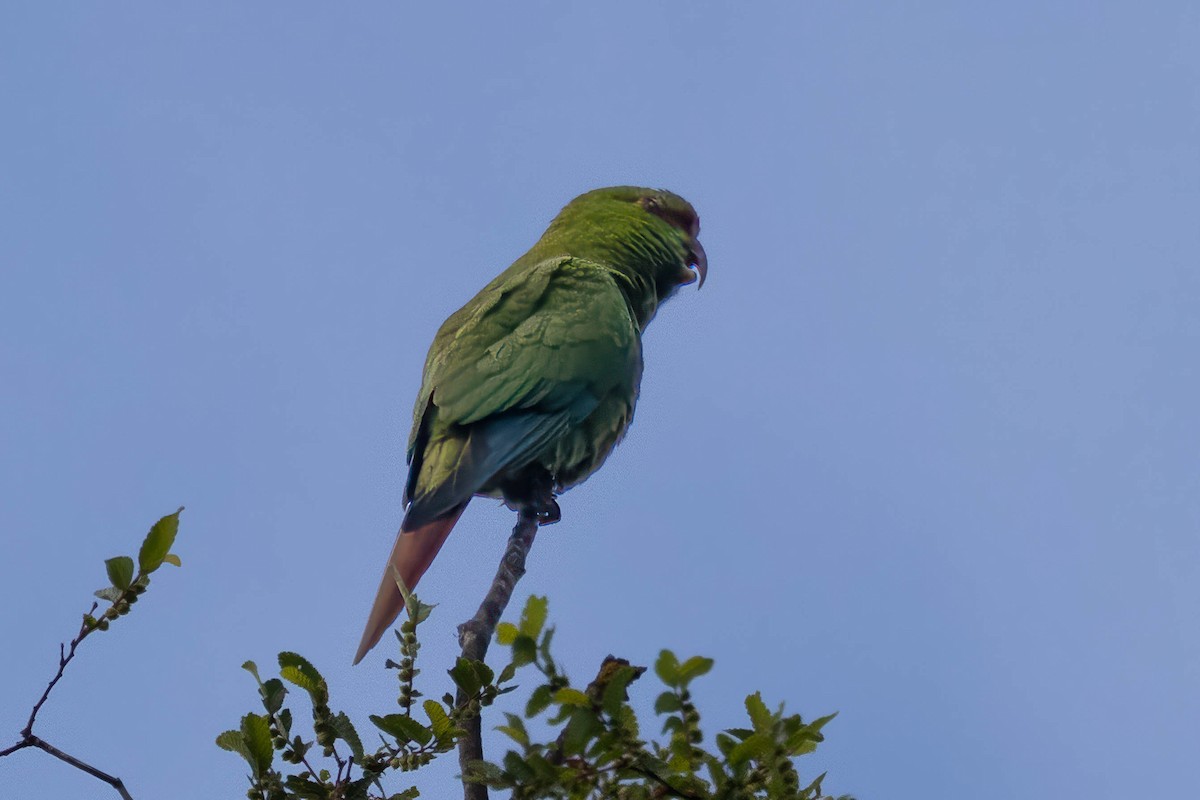 Slender-billed Parakeet - ML645555308