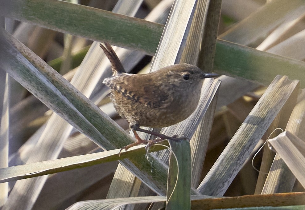 Winter Wren - ML645555312