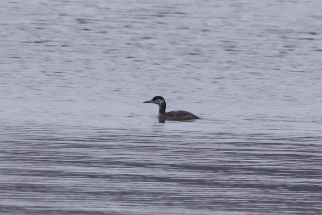 Red-necked Grebe - ML645555313