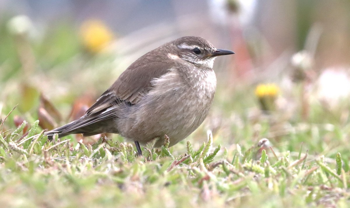 Buff-winged Cinclodes - ML645555315