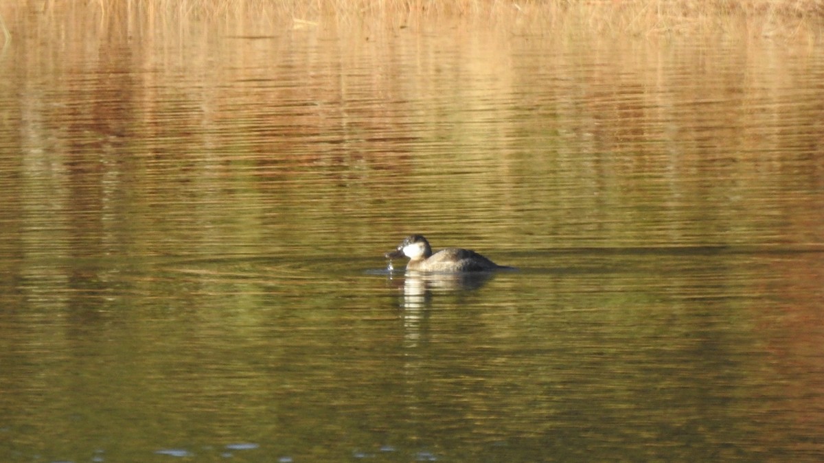 Ruddy Duck - ML645555327
