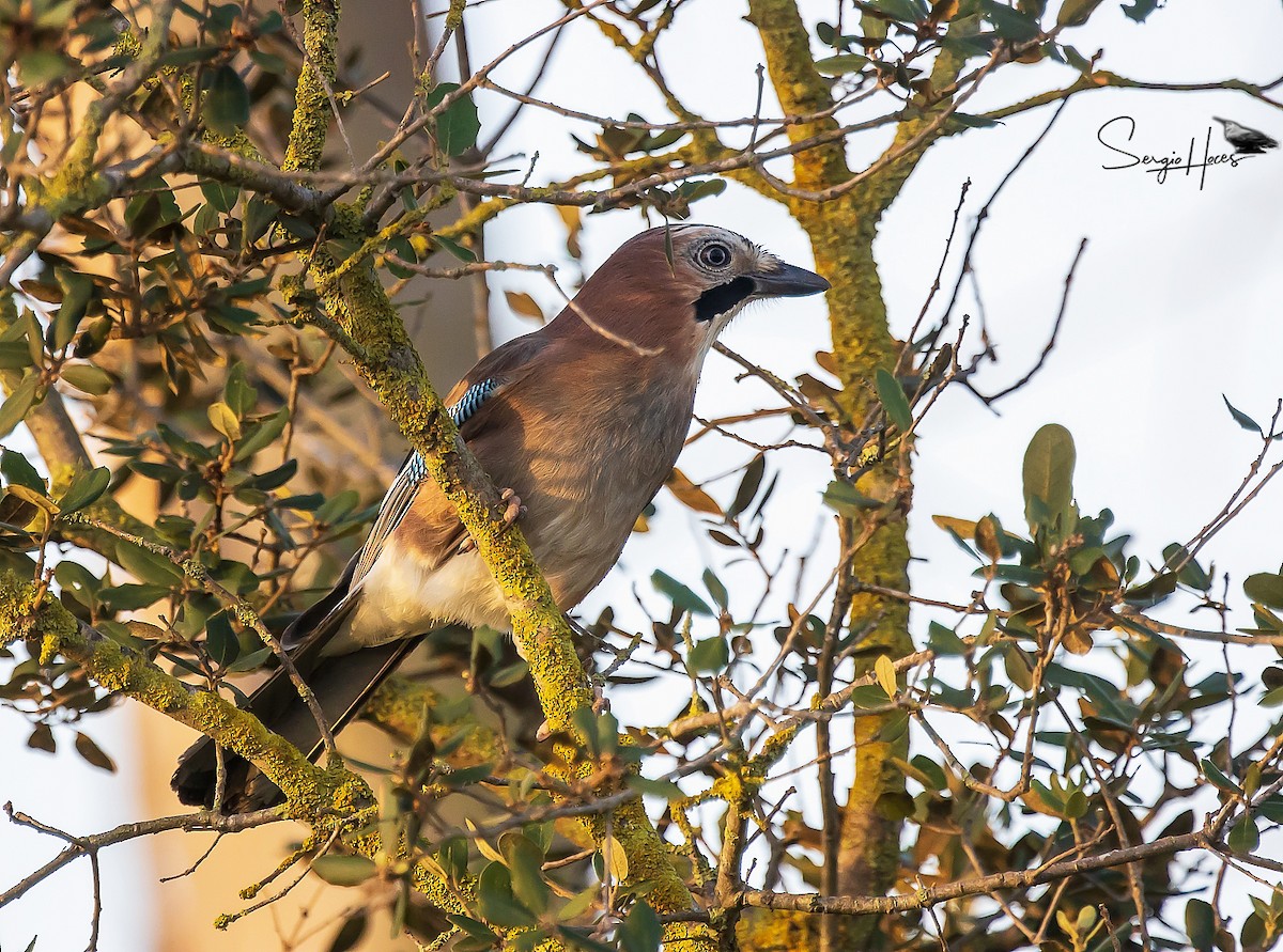 Ghiandaia - ML645555339