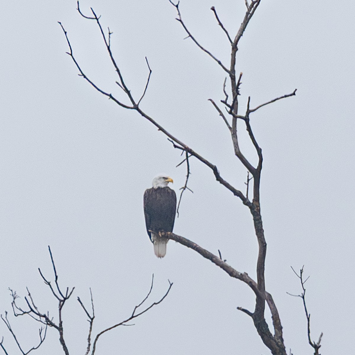 Bald Eagle - ML645555343