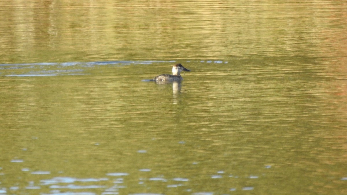 Ruddy Duck - ML645555349