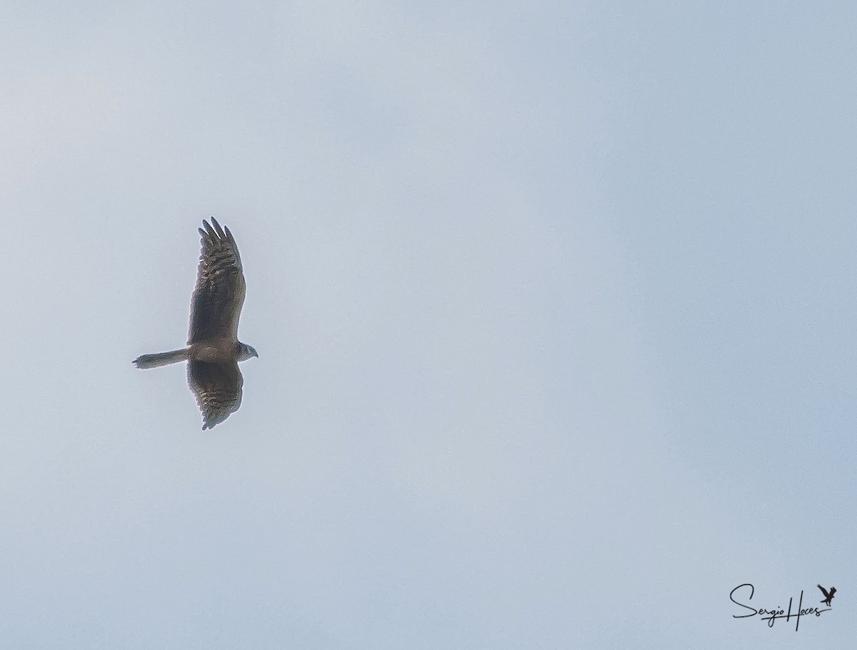 Albanella minore - ML645555350