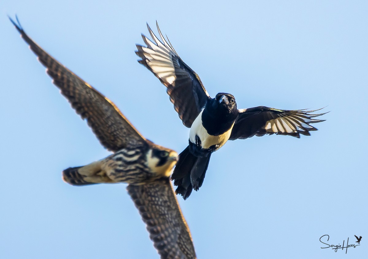 Lodolaio - ML645555359