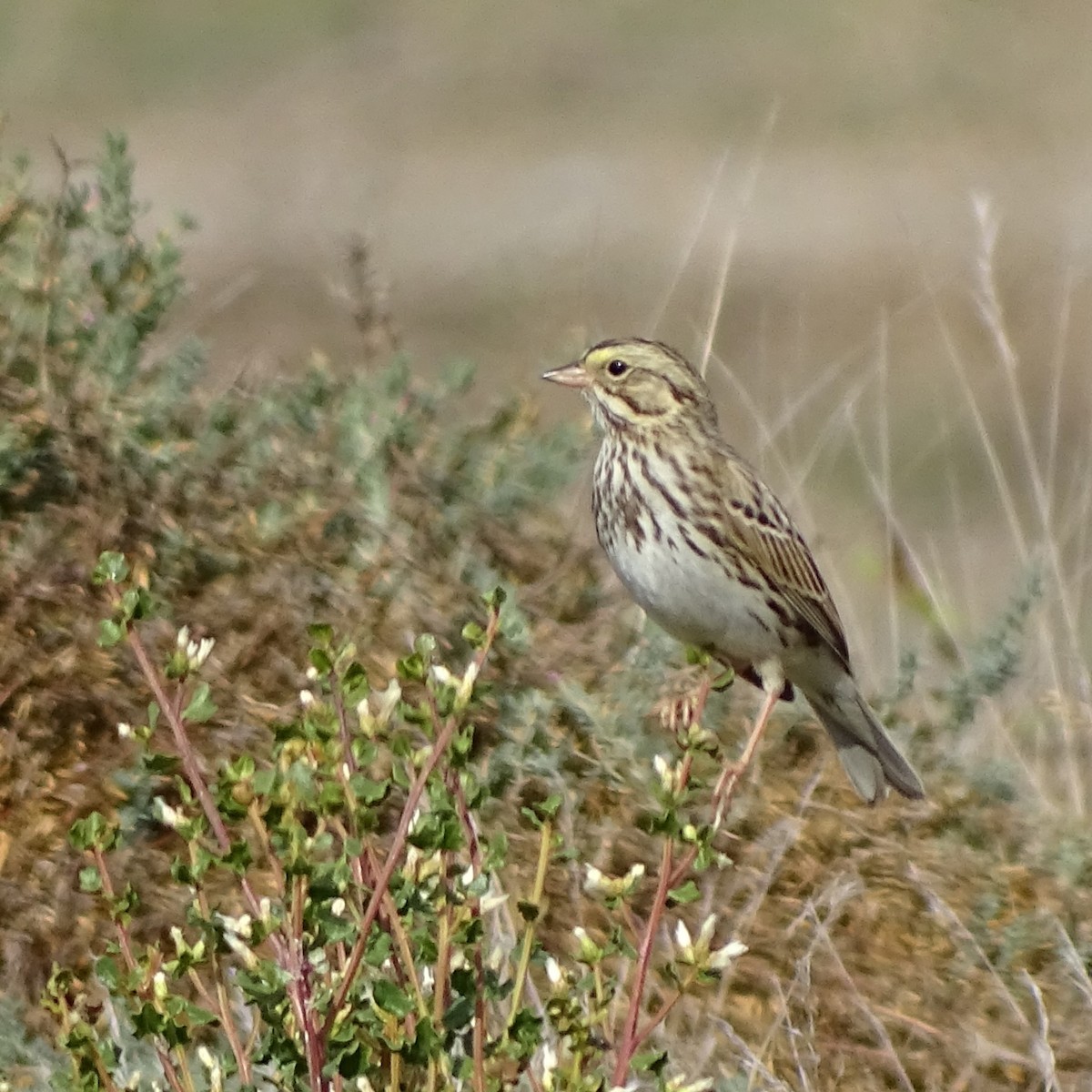 Savannah Sparrow - ML645555360