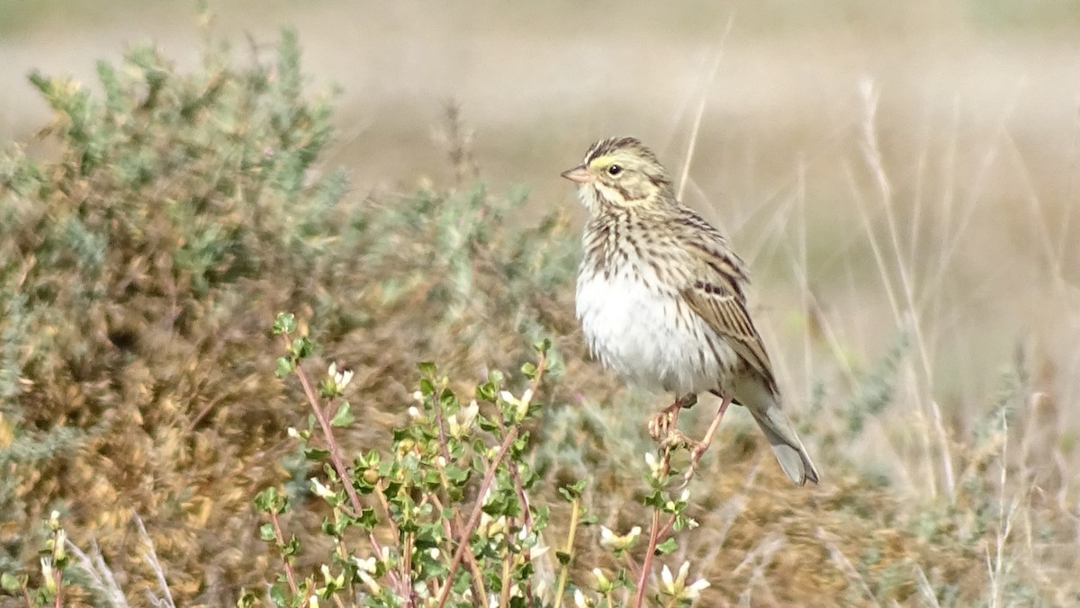 Savannah Sparrow - ML645555361