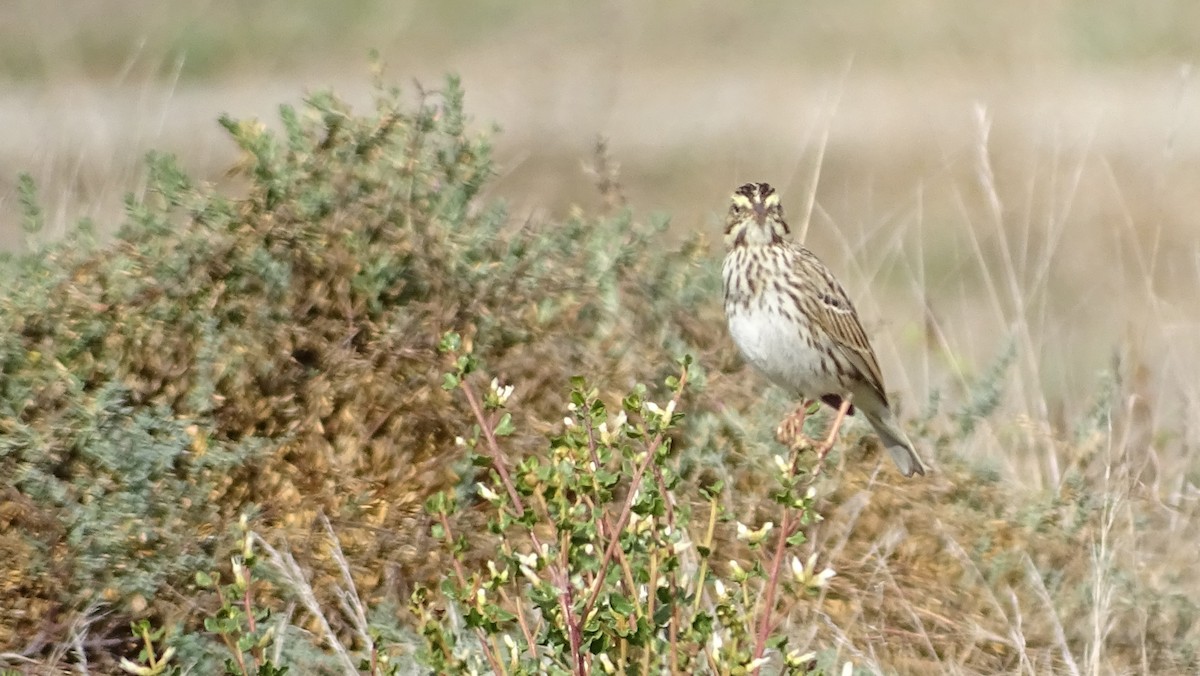 Savannah Sparrow - ML645555362