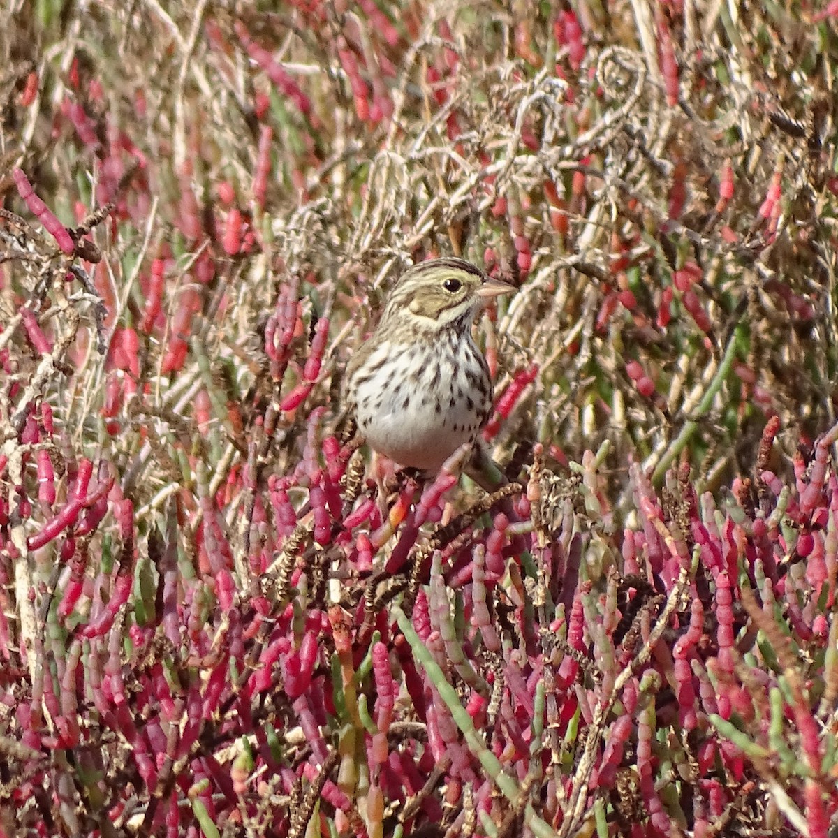 Savannah Sparrow - ML645555363