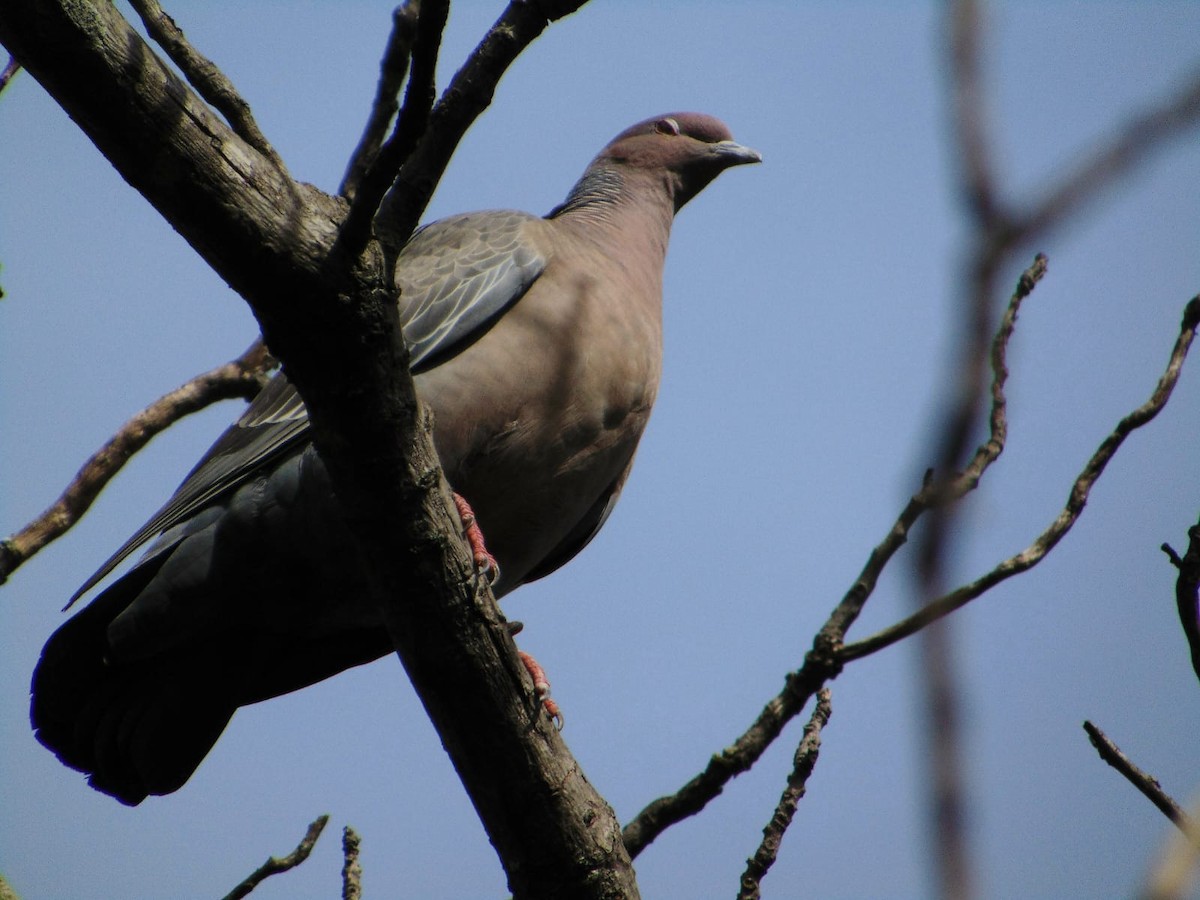 Picazuro Pigeon - ML645555364
