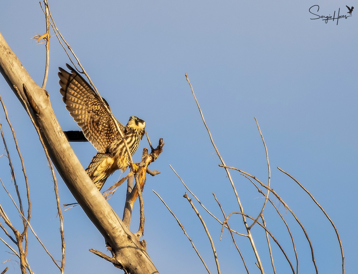 Lodolaio - ML645555367