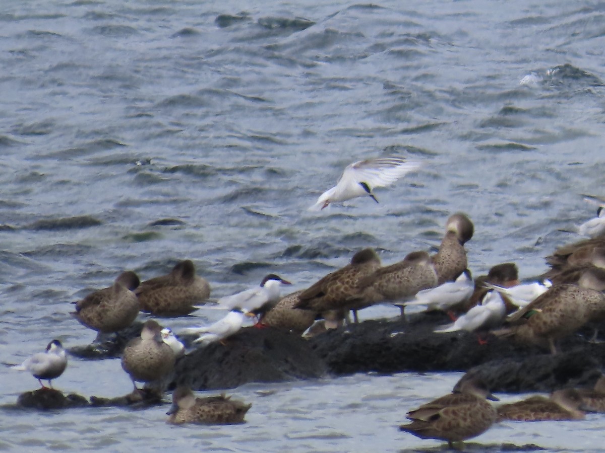 Australian Fairy Tern - ML645555383