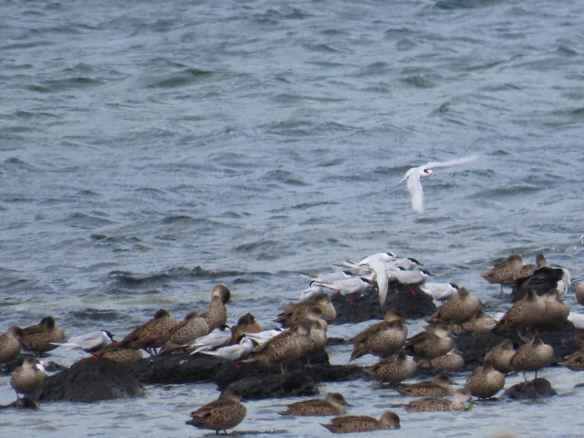Australian Fairy Tern - ML645555384