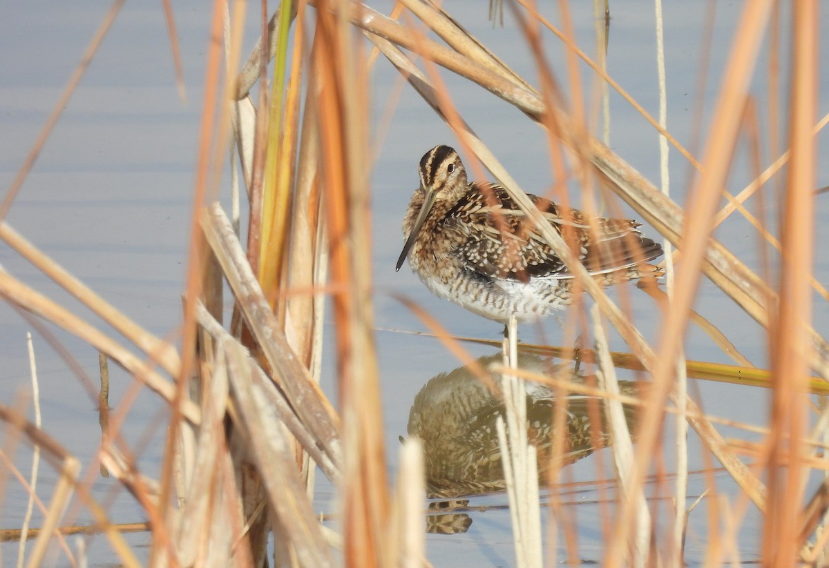 Agachadiza Común - ML645555392
