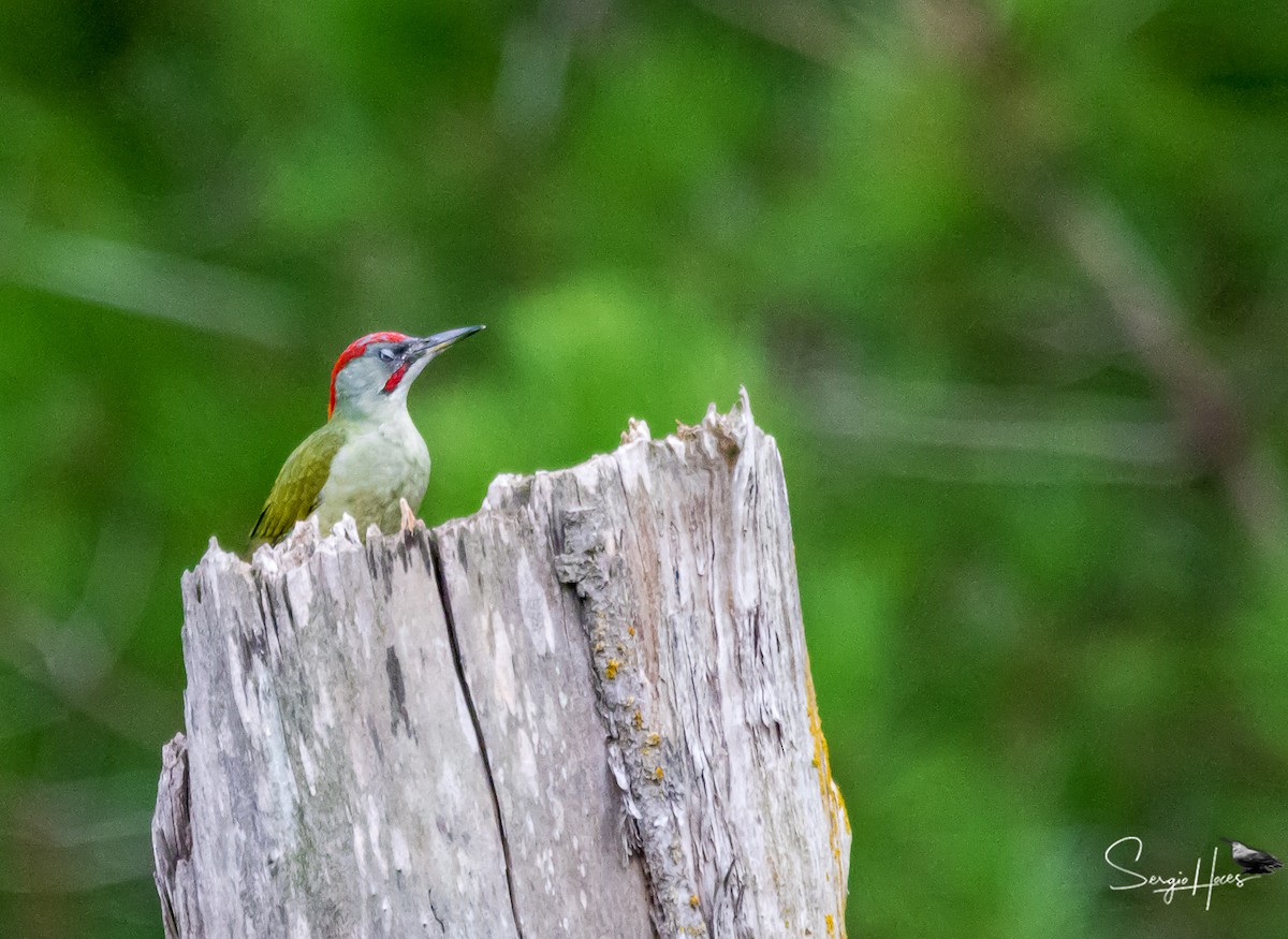 Iberian Green Woodpecker - ML645555393