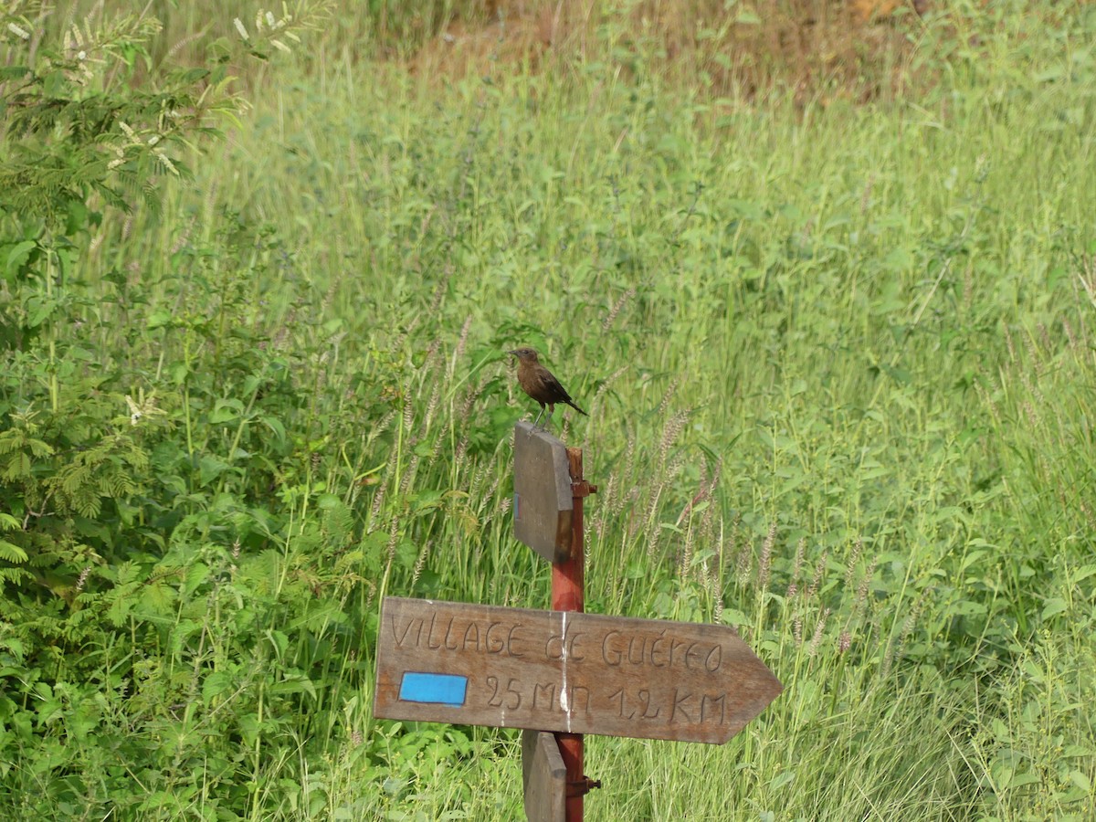Northern Anteater-Chat - ML645555401