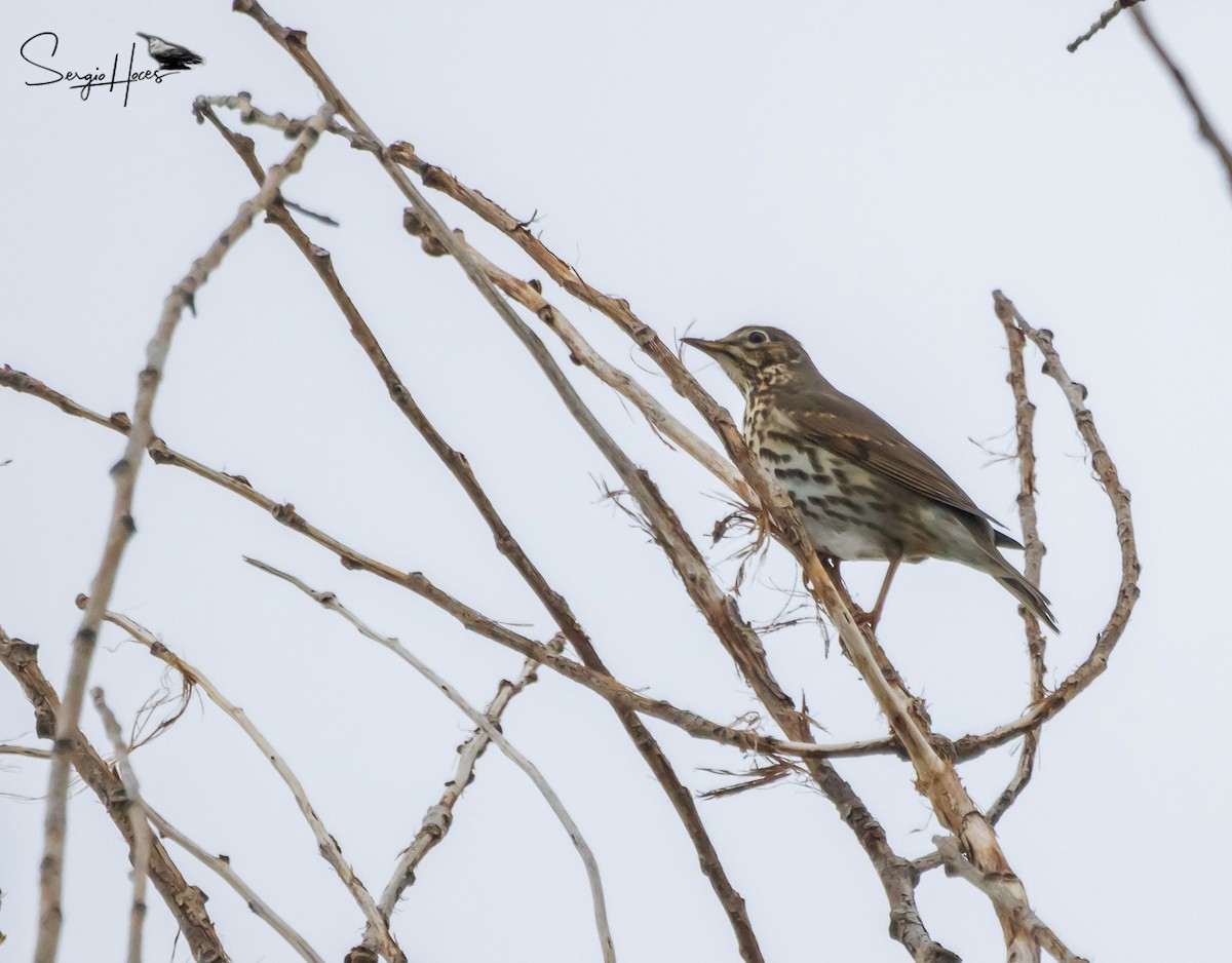 Tordo bottaccio - ML645555407