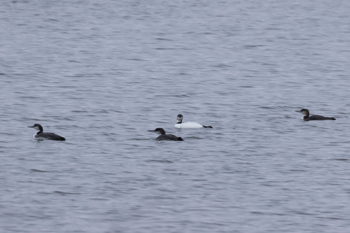 Common Loon - ML645555413