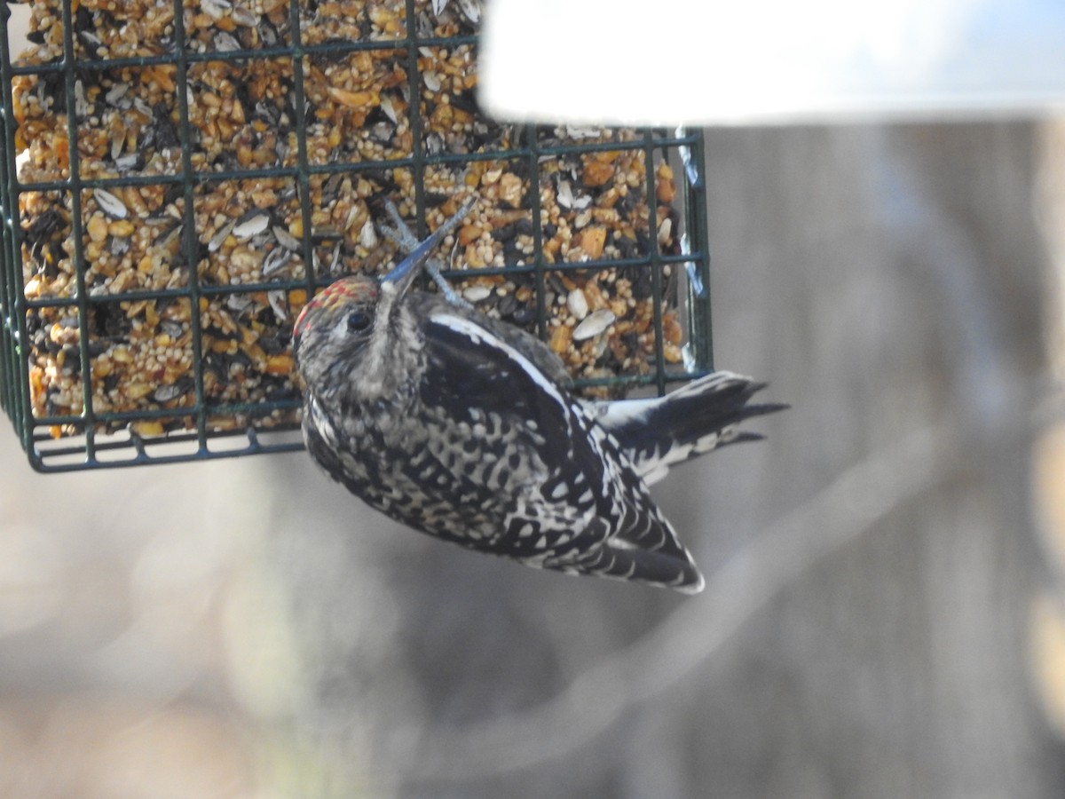 Yellow-bellied Sapsucker - ML645555424