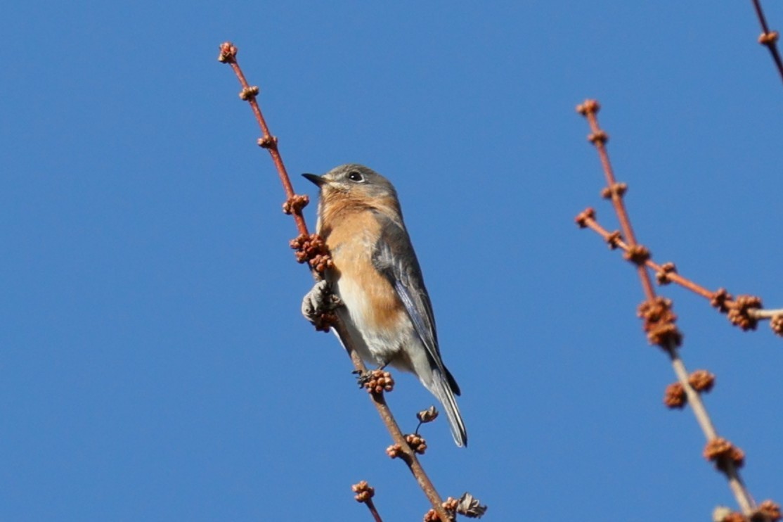 Eastern Bluebird - ML645555425