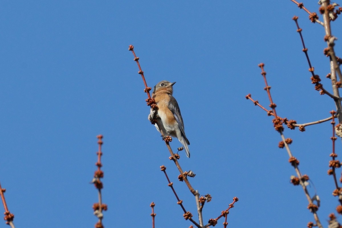 Eastern Bluebird - ML645555426