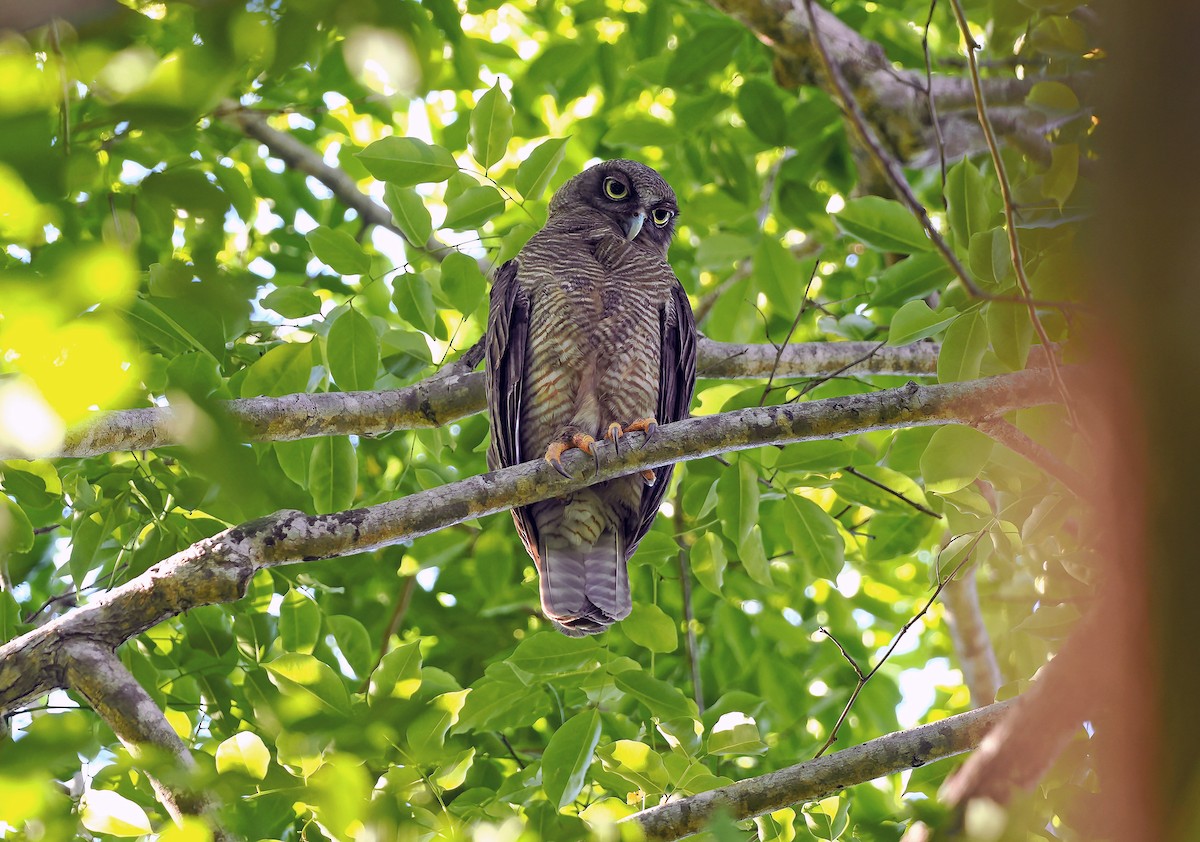 Nínox Rojizo - ML645555429